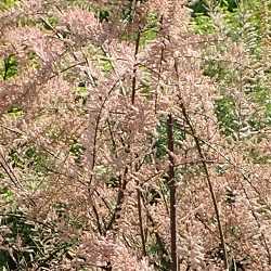 Tamaris à petites fleurs (tamarix parviflora).