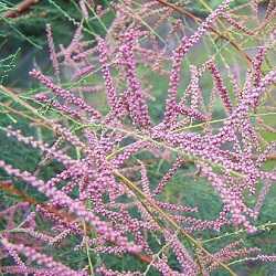 Tamaris d'été (tamarix ramosissima).
