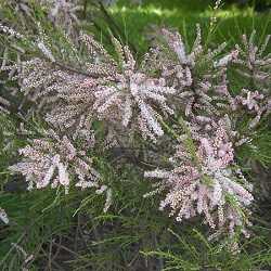 Tamaris de printemps (tamarix tetrandra).