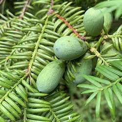 Torreya du Japon.