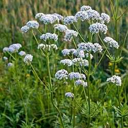 Valériane officinale.