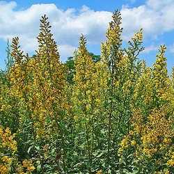 Verge d'or.