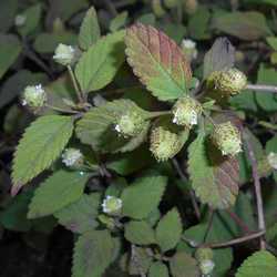 Verveine sucrante.