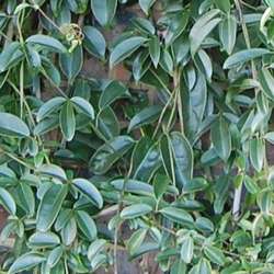 Vigne bleue de Chine.