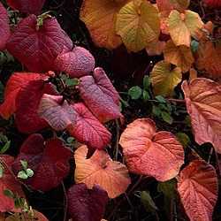 Vigne de Coignet aux feuilles rouges.