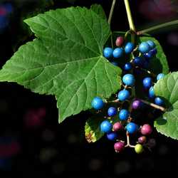 Vigne vierge à fruits bleus.