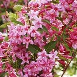 Fleurs de weigélia "stelzneri".